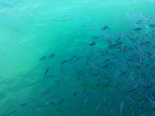 Lagoa Azul - Parque Perequê, Angra Dos Reis, RJ - Apontador
